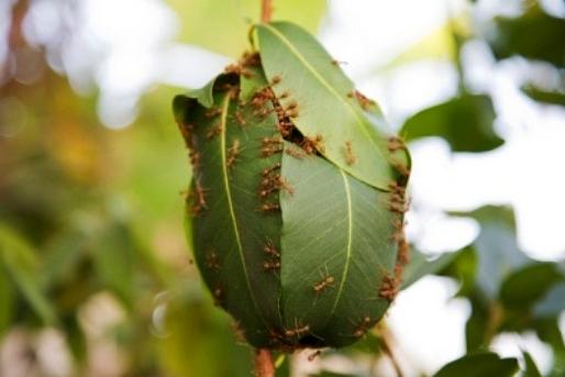 sarang semut rangrang